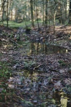 Close-up of a puddle in the forest with small plants growing out of it Foto stock