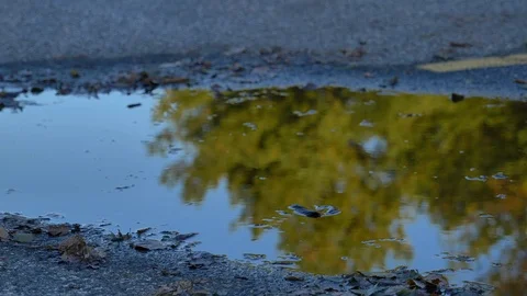 Close up puddle reflecting trees 스톡 동영상 118464058