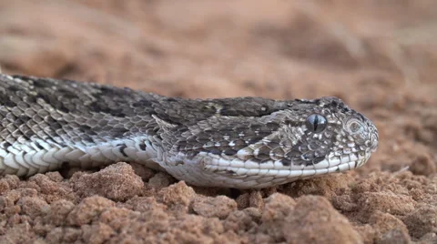 Close-up of puff adder face moving left to right through picture Stock Footage 46375861