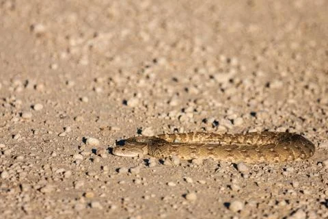 Close up of puff adder Stock Photos