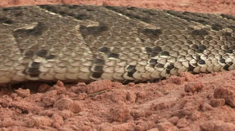 Close-up of puff adder showing rectilinear locomotion moving caterpiller like Video stock 46374652