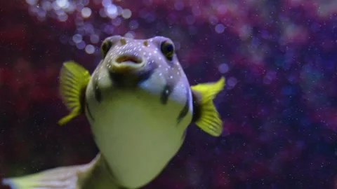 Close up of pufferfish Stock Footage 241016915