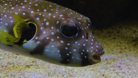 Close up pufferfish  Stock Footage 245050889