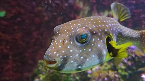 A close up pufferfish Stock Footage 266698466