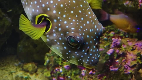 A close up pufferfish is swimming  Stock Footage 245046309