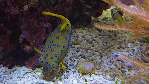 A close up pufferfish is swimming Stock Footage 267453726