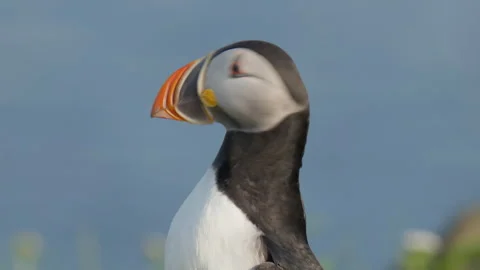 Close Up Puffin Head Shot Front Lit and Beautiful Stock Footage 289085532