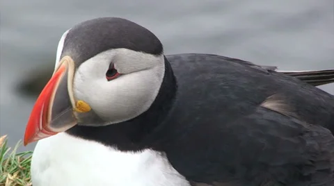 Close up on puffin sitting on top of a cliff with sea in the background Stock Footage 37301105