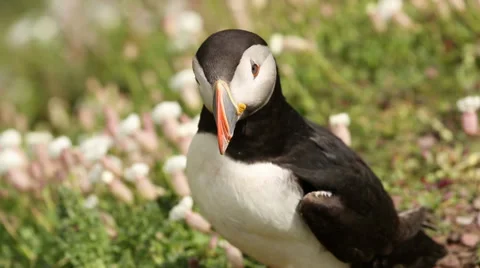 Close Up Puffin Skomer  Video stock 37232285