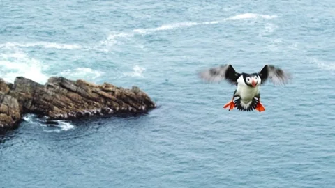 Close up of Puffins at their breeding grounds in Sumburgh Shetland. Flying, N Stock Footage 158646392