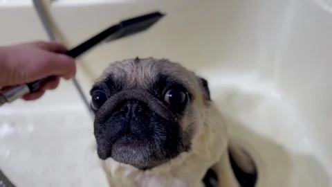 Close up pug bathing in beige grooming tub. cute pet. look. wet dog Stock Footage 309055298