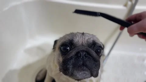 Close up pug bathing in beige grooming tub. cute pet. look. wet dog Stock Footage 309055299