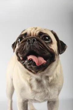 Close-up of pug behind a white background Stock Photos