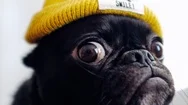 Close Up Of Pug Dog With Bulging Eyes Cinemagraph Stock Footage