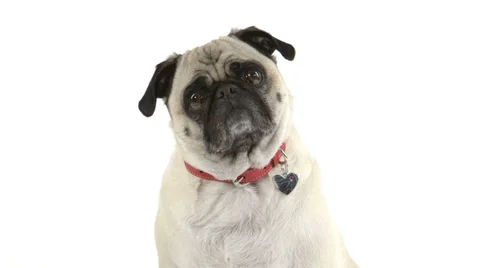 Close-up of pug dog doing head tilts Vídeo Stock 37622883