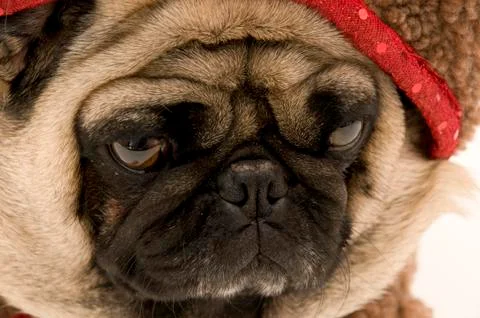 Close up of Pug Stock Photos