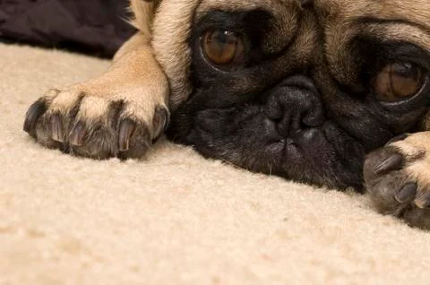 Close up of Pug Stock Photos