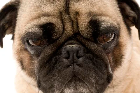 Close up of Pug 库存照片