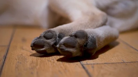 Close up pug puppy paws twitching as he sleeps Stock-Footage 103628236
