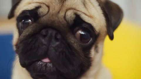 Close up of pug sitting in front of camera and spitting its tongue out Stock Footage 145843541