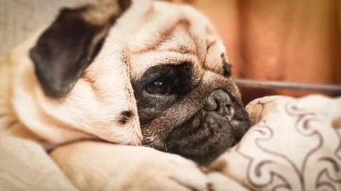 Close-up of a Pug's face Stock Photos