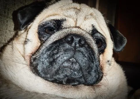 Close-up of a Pug's face Stock Photos