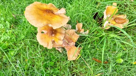 Close up pull back shot of wild fungi and mushrooms Vídeo Stock 289401107