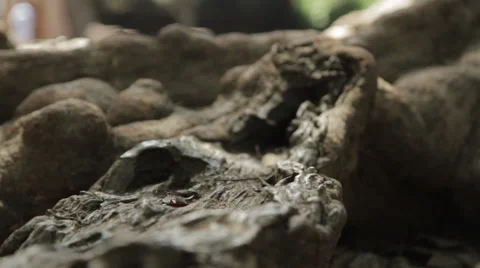 Close-Up Pull-Focus Dark Tree Roots Stock Footage 42752071
