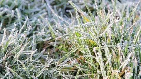 Close Up Pull Focus Grass Showing Morning Dew / Frost &amp; Gentle Breeze / Wind 库存影片 48982442
