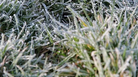 Close Up Pull Focus Grass Showing Morning Dew / Frost &amp; Gentle Breeze - Nature Video stock 48982499