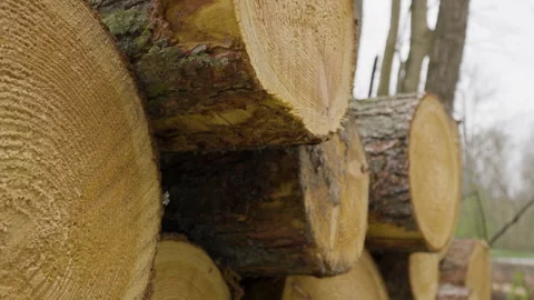 Close-up pullback of cross-cut sections of felled tree logs piled in woods Stock Footage 240901629