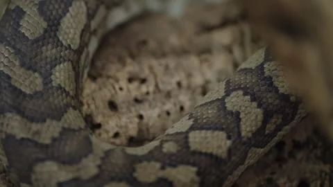 Close up pulling focus shot of a Carpet Python scales, showing detail of the Video stock 327531738