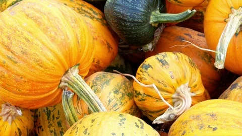 Close up of a pumkin patch slow motion Vídeos de archivo 114425362