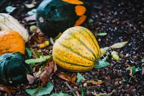 Close up on pumpkin in the ground Foto stock