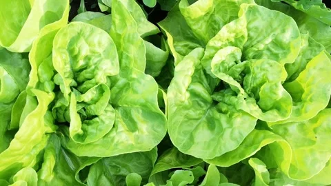 Close-up of pumpkin lettuce sprouts. Lettuce leaves in the garden. Stock Footage 261978065