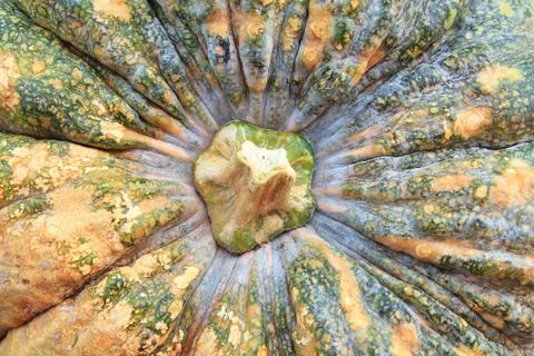 Close-up of pumpkin Stock Photos