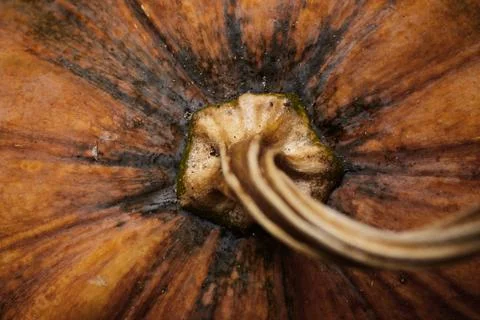 Close Up Pumpkin Stock Photos