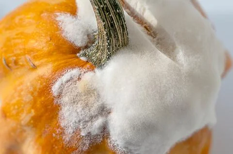 A close-up of a pumpkin shows its outer rind covered in white mould, while th Stock Photos