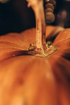 Close-up of a pumpkin stem with blurred background for Halloween decoration Stock Photos