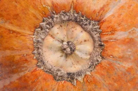A close up of pumpkin texture Stock Photos