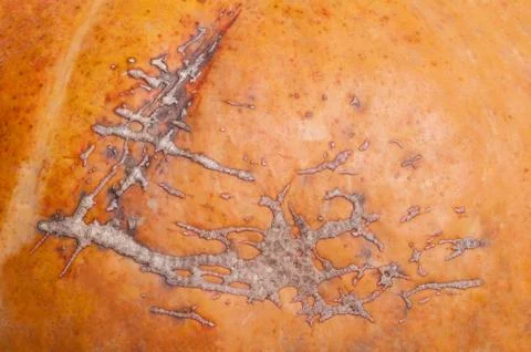 A close up of pumpkin texture Stock Photos