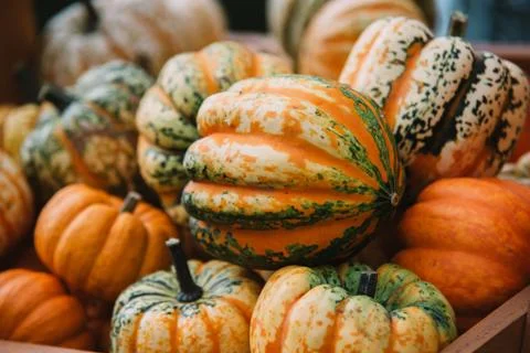 Close up on pumpkins in the basket Stock Photos