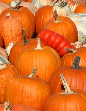 Close up of Pumpkins Foto stock
