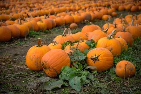 Close up of pumpkins at the pumpkin patch, Bright orange Stock Photos