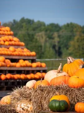 A close up of the pumpkins. Pumpkins on the pyramid in the background. Colour Stock Photos