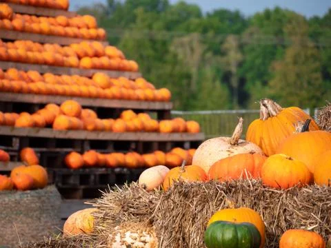 A close up of the pumpkins. Pumpkins on the pyramid in the background. Colour Stock Photos