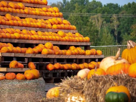 A close up of the pumpkins. Pumpkins on the pyramid in the background. Colour Stock Photos