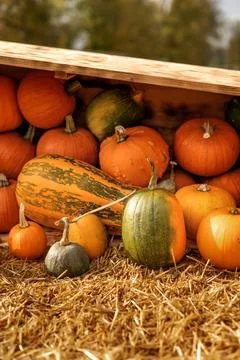 Close-up of pumpkins in rustic farm setting. Stock Photos