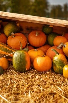 Close-up of pumpkins in rustic farm setting. Stock Photos