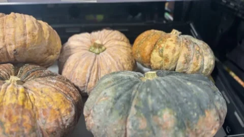 Close-up of pumpkins on a shelf rack Stock Footage 312095485